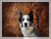 Pies, Gałązki, Border collie, Krzew