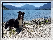 Pies, Góry, Border collie, Jezioro