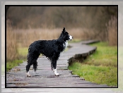 Pies, Border collie, Kładka