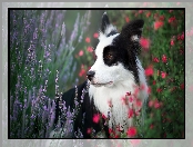 Pies, Kwiaty, Border collie, Łąka