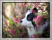 Pies, Kwiaty, Border collie, Krzewy