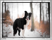 Pies, Śnieg, Border collie, Drzewa