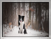 Pies, Śnieg, Border collie, Las