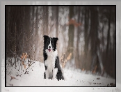 Pies, Śnieg, Border collie, Las