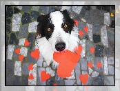 Pies, Border Collie, Serduszka