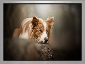 Pies, Skała, Border collie, Mordka