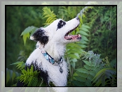 Pies, Border collie, Zarośla