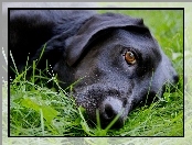 Czarny, Labrador Retriever, Pies, Trawa