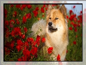 Pies, Szpic eurasier, Maki