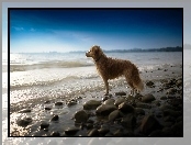 Pies, Kamienie, Morze, Oczekiwanie, Fale, Świt