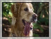 Pies, Język, Golden, Retriever