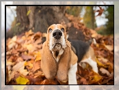 Pies, Basset hound, Liście