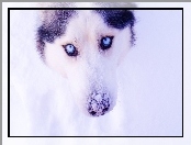 Pies, Śnieg, Siberian Husky, Zima