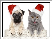Pies, Czapki, Kot, Świąteczne