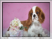 Hortensja, Pies, Szczeniak, Cavalier king charles spaniel, Kwiat