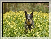 Kwiaty, Pies, Australian cattle dog, ka, te