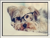 Pies, Okulary, Yorkshire Terrier