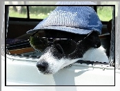 Pies, Okulary