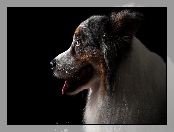 Pies, Ciemne tło, Profil, Owczarek australijski