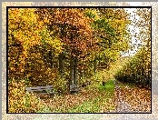 Park, Pies, Jesień, Droga, Ławki, Kolorowe, Liście