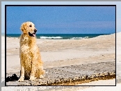 Pies, Piasek, Plaża, Molo