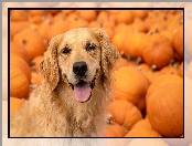 Pies, Golden retriever, Dynie