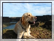 Pies, Labrador Retriever