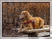 Pies, Szelki, Golden retriever, Ławka