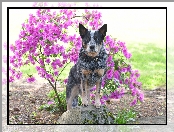 Różanecznik, Pies, Australian cattle dog, Obroża, Kwiaty
