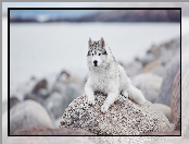 Pies, Kamień, Leżący, Siberian husky