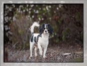 Pies, Tło, King charles spaniel, Rozmyte