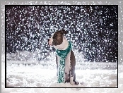 Pies, Zima, Szalik, Śnieg