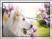 Pies, Magnolie, Biały owczarek szwajcarski, Kwiaty