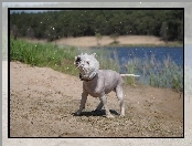 Pies, West Highland White Terrier, Kąpiel