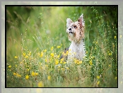 Pies, Kwiaty, Yorkshire terrier, Żółte