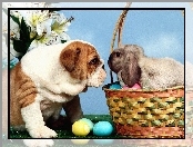 Wielkanoc, Buldog, Pies, Zajączek
