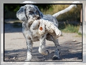 Pies, Owczarek australijski, Australian shepherd