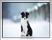 Zima, Pies, Szczeniak, Czarno-biały, Border collie