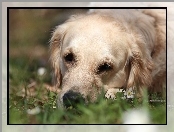 Biały, Trawa, Pies, Golden retriever