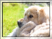 Piesek, Kocyk, Golden Retriever