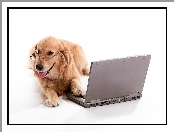 Pies, Laptop, Golden retriever