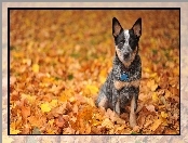 Piesek, Owczarek australijski - Kelpie, Liście, Jesień