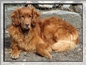 Piesek, Golden Retriever, Kamienia