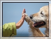 Piesek, Ręka, Golden Retriever, Łapa