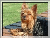 Piesek, Yorkshire Terrier, Deski