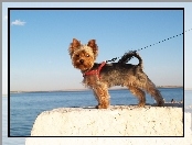 Piesek, Yorkshire Terrier, Smycz