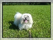 Piesek, Coton de Tulear, Łąka