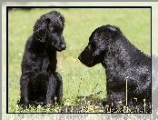 Dwa, Flat coated retriever, Czarne, Psy