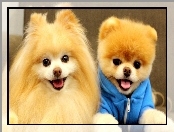 Dwa, Pieski, Pomeranian