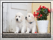 Pieski, Pelargonia, Szczeniaki, Golden retriever